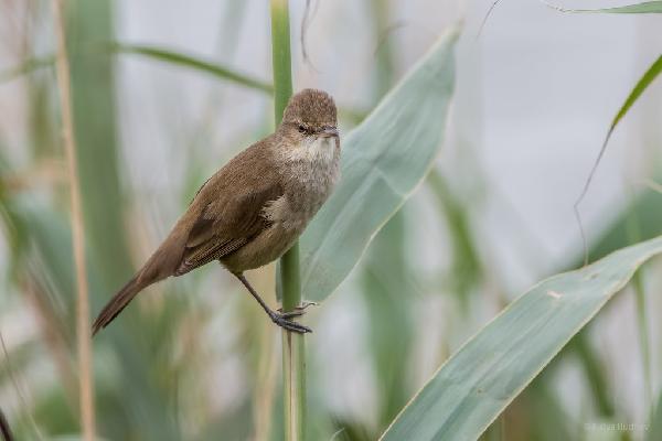 ������������ ���������