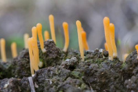 Multiclavula vernalis