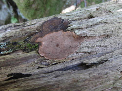 Phellopilus nigrolimitatus