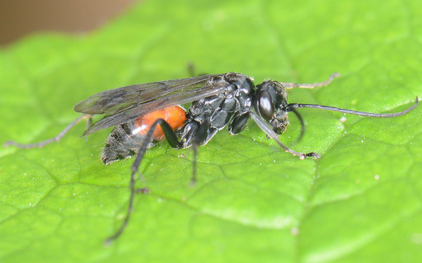 Caliadurgus fasciatellus