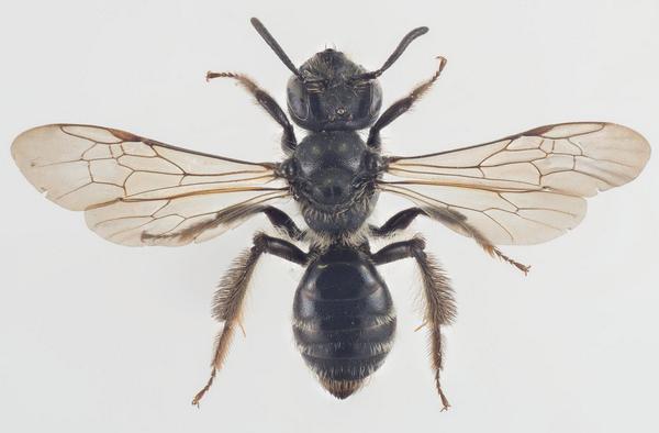 Andrena (Oreomelissa) coitana 