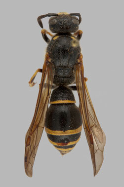 Symmorphus (Symmorphus) murarius