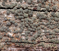 Trapeliopsis flexuosa