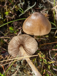 Entoloma conferendum