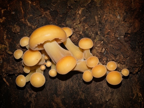 Flammulina velutipes 