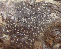 Lecanora fuscescens 