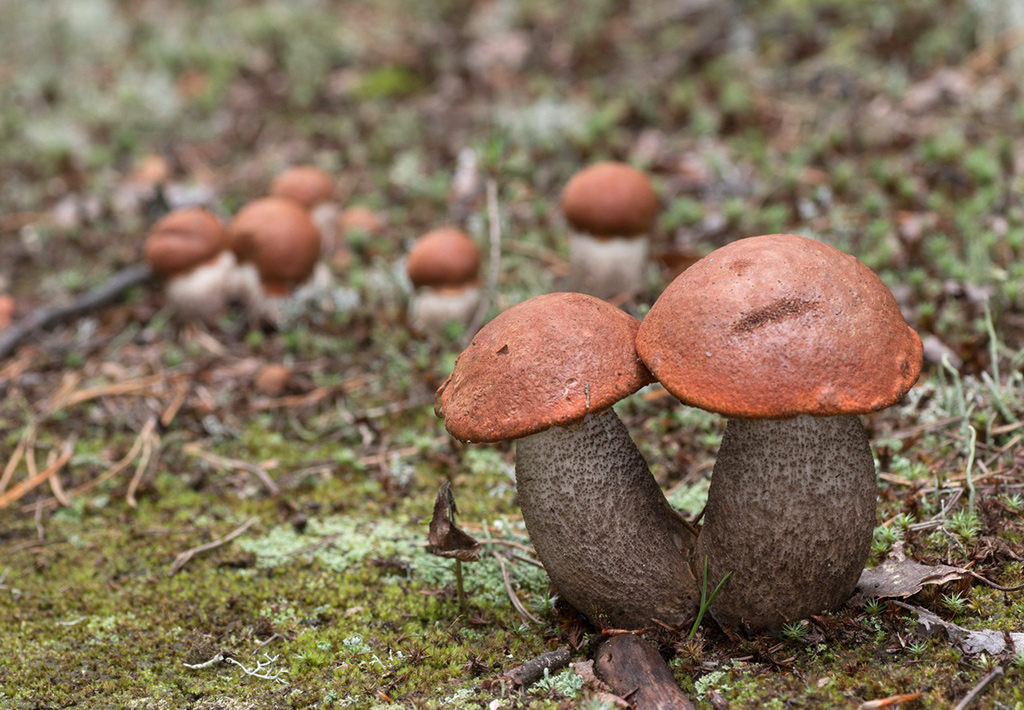 Leccinum vulpinum