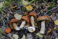 Leccinum aurantiacum