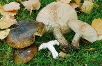 Lactarius necator 