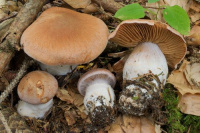 Cortinarius laniger