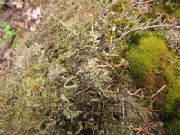 Cladonia bacilliformis