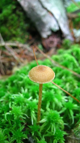 Galerina paludosa