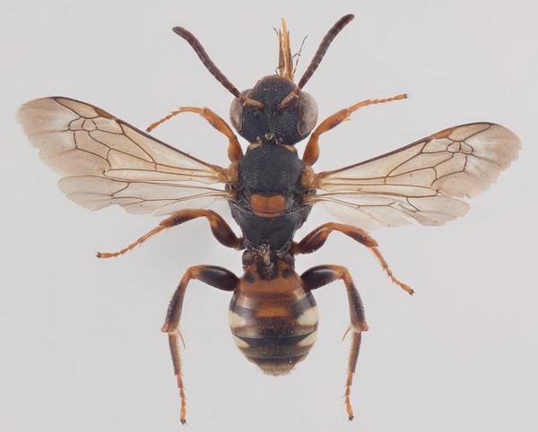 Nomada roberjeotiana 