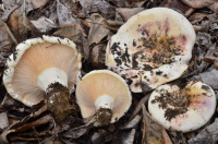 Lactarius controversus