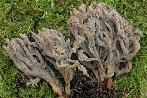 Clavulina cinerea