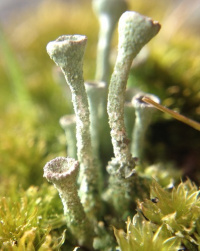 Cladonia fimbriata 