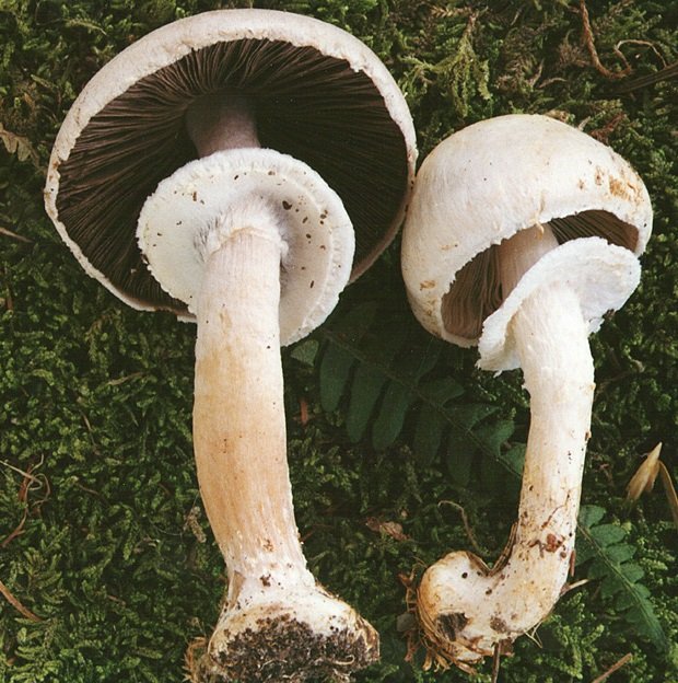 Agaricus abruptibulbus