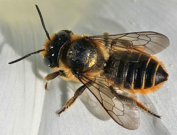 Megachile (Megachile) centuncularis 