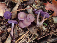 Laccaria amethystina