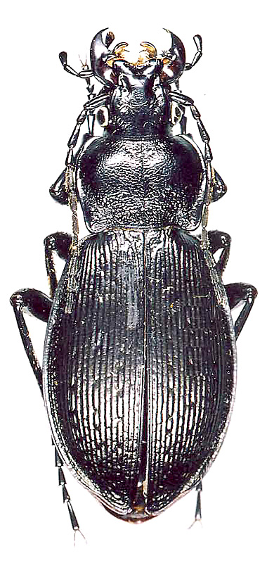 Carabus spasskianus