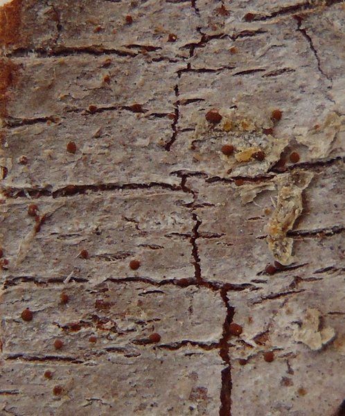 Lecanora phaeostigma 