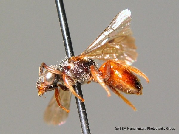 Sphecodes cristatus