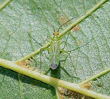 Blepharidopterus angulatus