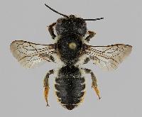 Megachile (Eumegachile) bombycina 