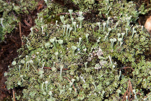 Cladonia grayi 