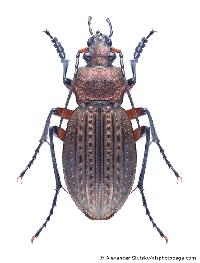 Carabus cancellatus