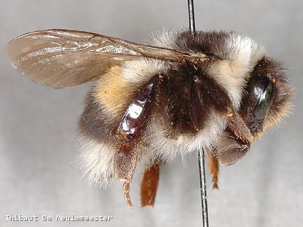 Bombus (Bombus) patagiatus 