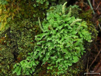 Cladonia ochrochlora