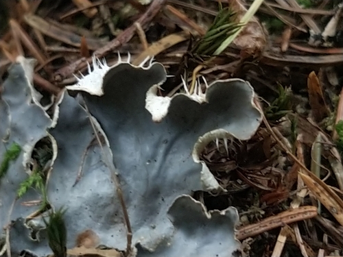 Peltigera degenii 