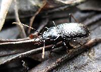 Nebria (Boreonebria) subdilatata