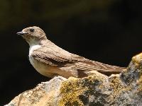 ��������� (������������) ��������, ��� ������ ��������