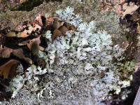 Parmelia omphalodes