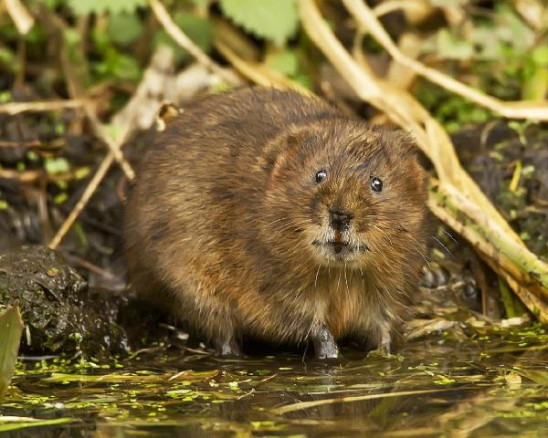 ������� �������