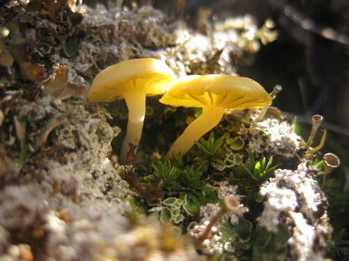 Omphalina hudsoniana