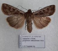 Euxoa adumbrata 