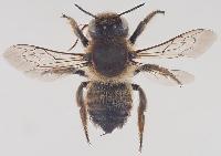 Megachile (Xanthosarus) lagopoda