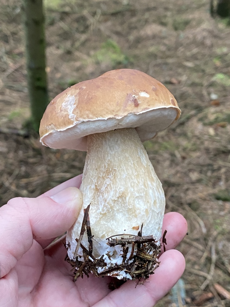 Boletus edulis 