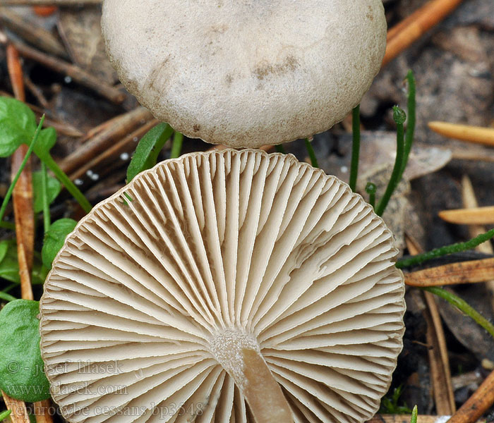 Tephrocybe cessans