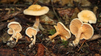 Hygrophoropsis aurantiaca