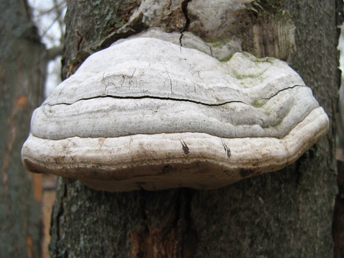 Fomes fomentarius 