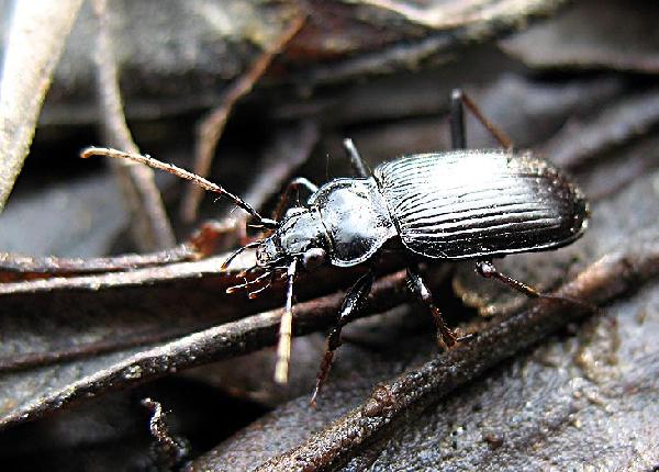 Nebria (Boreonebria) subdilatata