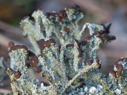 Cladonia cariosa 