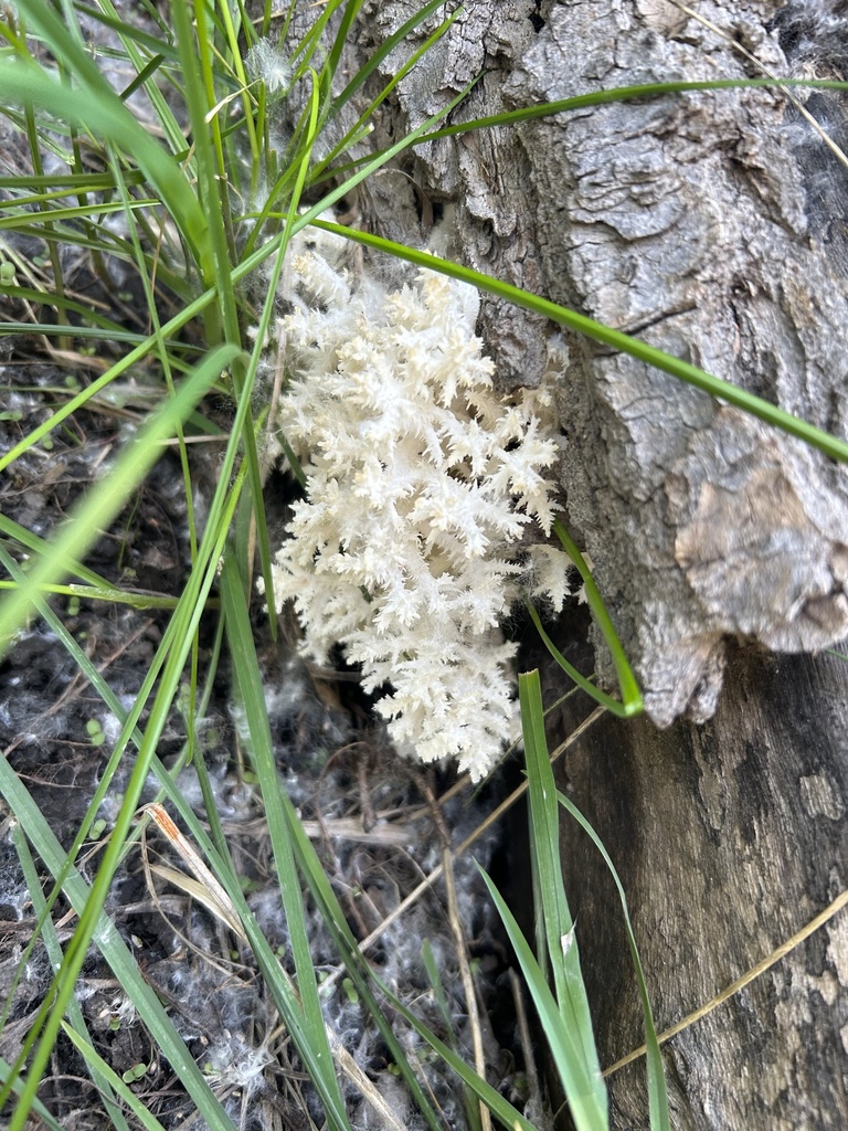 Hericium coralloides 