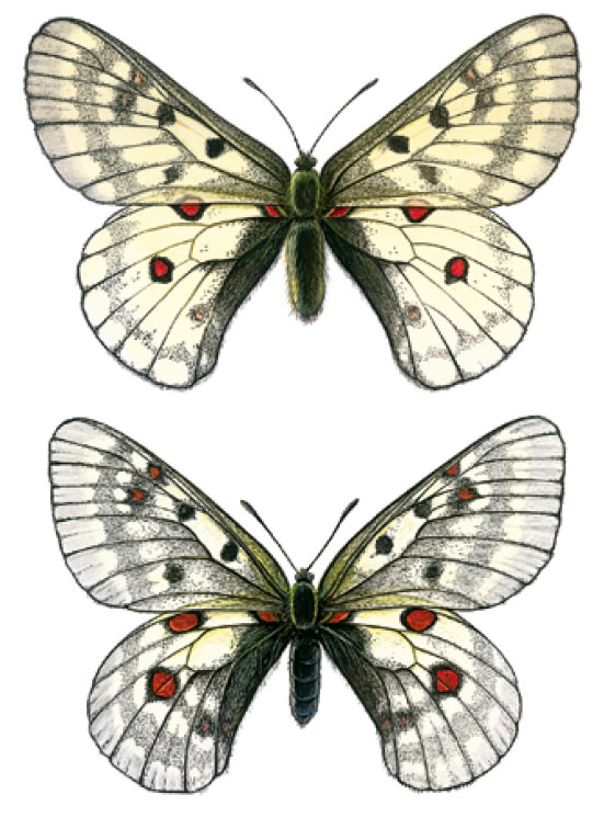 ������� �������