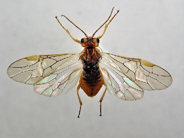 Dineura virididorsata