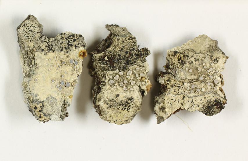 Lecanora intumescens 